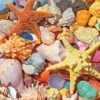 Beach Shells (1486pz) - 500 Pieces 1 Beach Shells (1486pz) - 500 Pieces -WHITE MOUNTAIN PUZZLES Sales 1486 beach shells 1200