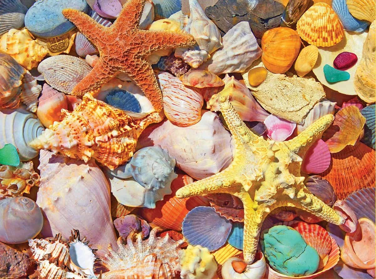 WHITE MOUNTAIN PUZZLES Sales 10 WHITE MOUNTAIN PUZZLES Sales -WHITE MOUNTAIN PUZZLES Sales 1486 beach shells 1200