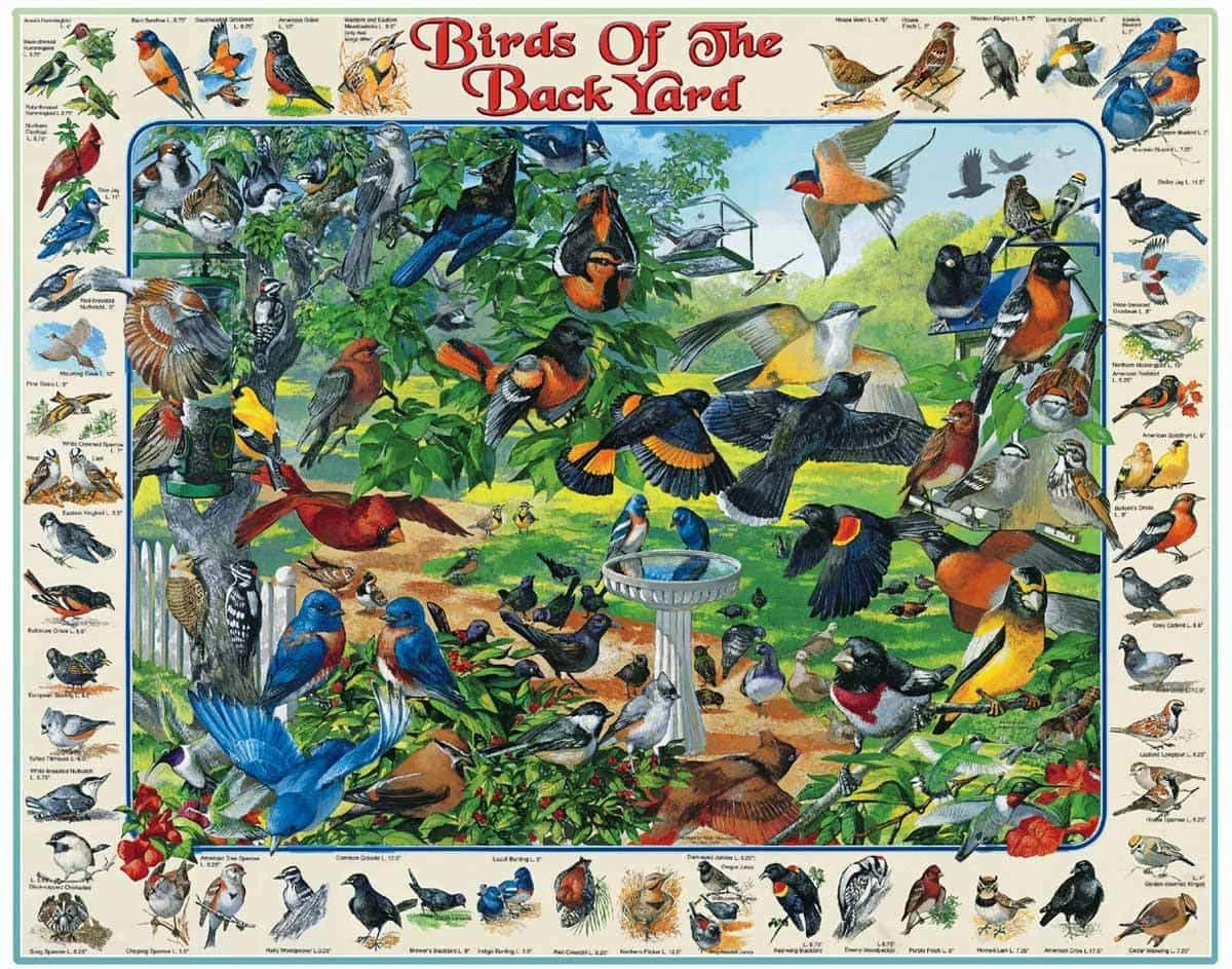 Birds Of The Back Yard (267pz) - 1000 Piece Jigsaw Puzzle 3 Birds Of The Back Yard (267pz) - 1000 Piece Jigsaw Puzzle